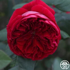 Jean Rex 7 Jean Rex -FloraFinesse Shop jean rex 13