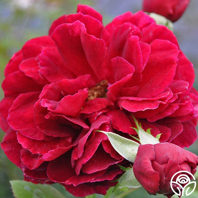 Jean Rex 2 Jean Rex - Image 2