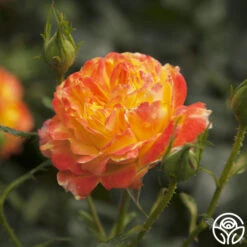 Judy Garland™ -FloraFinesse Shop judy garland logo 01