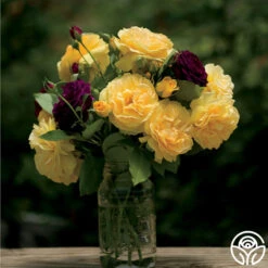 Julia Child™ -FloraFinesse Shop julia child 3 8