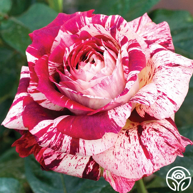 Julio Iglesias™ 1 Julio Iglesias™