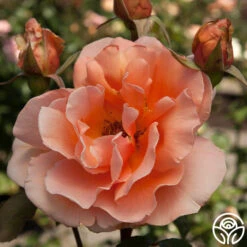 Just Joey® -FloraFinesse Shop just joey 11