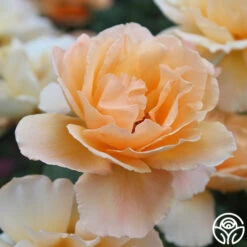 Just Joey® -FloraFinesse Shop just joey 8