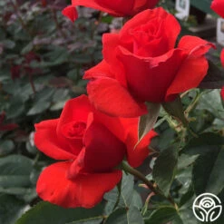 Kanegem -FloraFinesse Shop kanegem 2