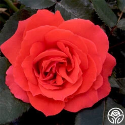 Kanegem -FloraFinesse Shop kanegem 3 2