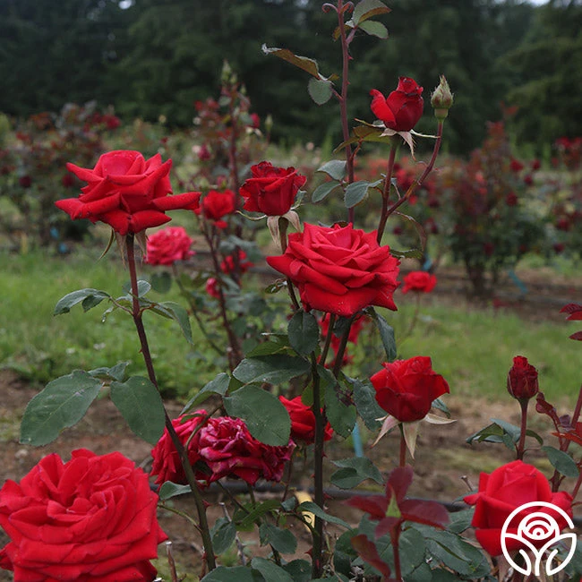 Kardinal™ 5 Kardinal™ - Image 5