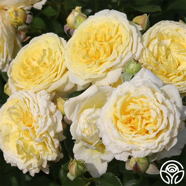 Karl Ploberger Rose 1 Karl Ploberger Rose