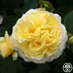 Karl Ploberger Rose 9 Karl Ploberger Rose -FloraFinesse Shop karl ploberger rose 3