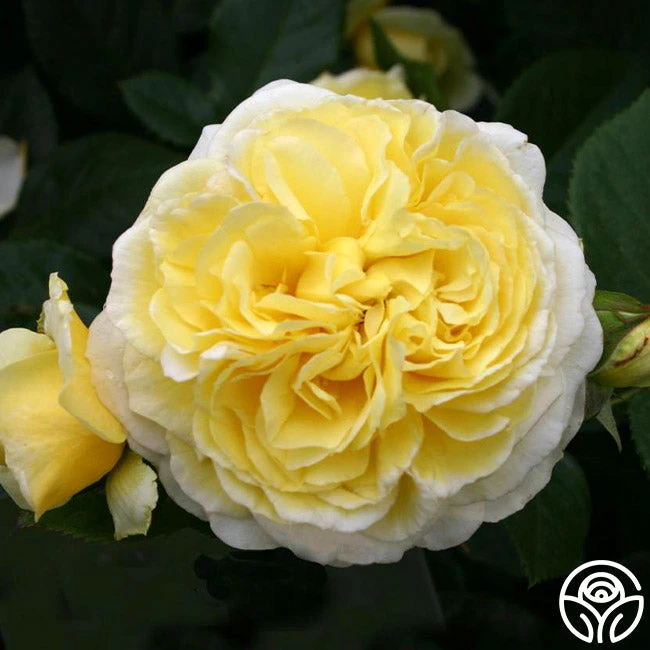 Karl Ploberger Rose 5 Karl Ploberger Rose - Image 5