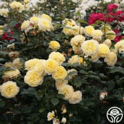 Karl Ploberger Rose 7 Karl Ploberger Rose -FloraFinesse Shop karl ploberger rose 4