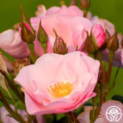 Kateryna™ -FloraFinesse Shop kateryna 1 1 1