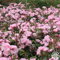 Kateryna™ -FloraFinesse Shop kateryna 2 2