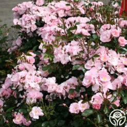 Kateryna™ -FloraFinesse Shop kateryna 5 8