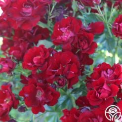 Keep In Touch -FloraFinesse Shop keep in touch 11