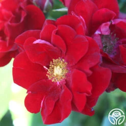 Keep In Touch -FloraFinesse Shop keep in touch 113