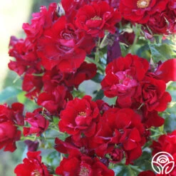 Keep In Touch -FloraFinesse Shop keep in touch 15