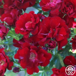 Keep In Touch -FloraFinesse Shop keep in touch 16