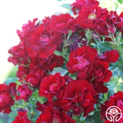 Keep In Touch -FloraFinesse Shop keep in touch 17