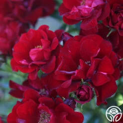 Keep In Touch -FloraFinesse Shop keep in touch 19