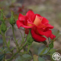 Ketchup & Mustard™ 17 Ketchup & Mustard™ -FloraFinesse Shop ketchup mustard 3