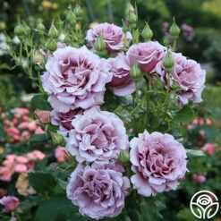 Koko Loko™ 18 Koko Loko™ -FloraFinesse Shop koko loko 13