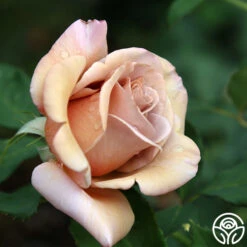 Koko Loko™ 23 Koko Loko™ -FloraFinesse Shop koko loko 19