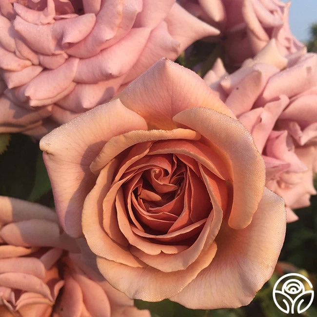 Koko Loko™ 2 Koko Loko™ - Image 2