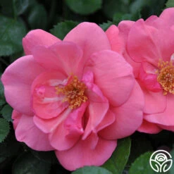 Lady Elsie May™ -FloraFinesse Shop lady elsie may 3 8