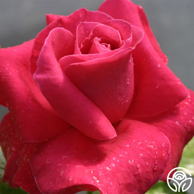 Lady Mitchell™ 6 Lady Mitchell™ - Image 6