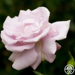 Lagerfeld 9 Lagerfeld -FloraFinesse Shop lagerfeld 2 8