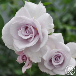 Lagerfeld 6 Lagerfeld -FloraFinesse Shop lagerfeld 4 8