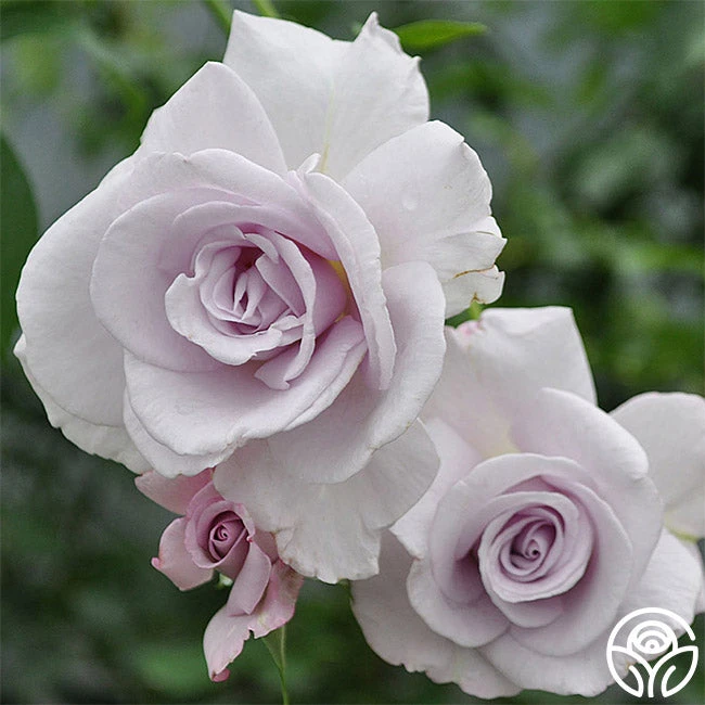 Lagerfeld 2 Lagerfeld - Image 2