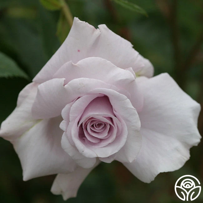 Lagerfeld 4 Lagerfeld - Image 4