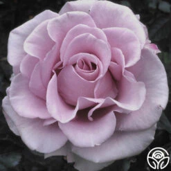 Lagerfeld 7 Lagerfeld -FloraFinesse Shop lagerfeld 9