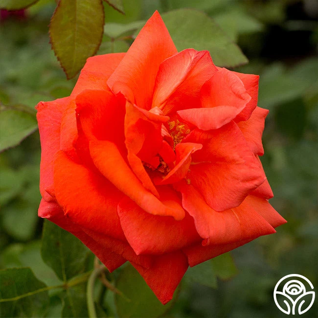 Las Vegas® 2 Las Vegas® - Image 2