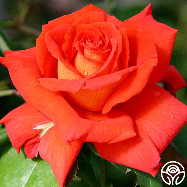 Las Vegas® 1 Las Vegas®