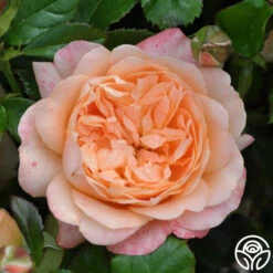 Lawrence Of Arabia™ -FloraFinesse Shop lawrence of arabia logo 01