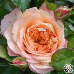 Lawrence Of Arabia™ -FloraFinesse Shop lawrence of arabia logo 02