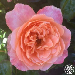 Lawrence Of Arabia™ -FloraFinesse Shop lawrence of arabia logo 04