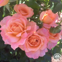 Lawrence Of Arabia™ -FloraFinesse Shop lawrence of arabia logo 05