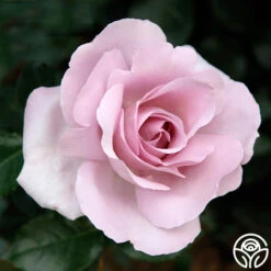 Le Petit Prince -FloraFinesse Shop le petit prince 1