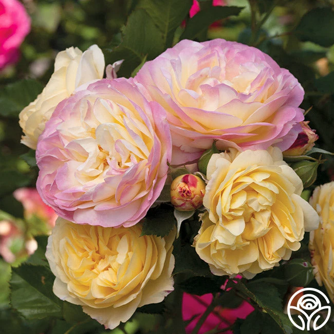 Life Of The Party™ 1 Life Of The Party™