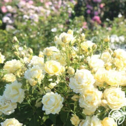 Light Of Day 7 Light Of Day -FloraFinesse Shop light of day 13