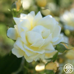 Light Of Day 8 Light Of Day -FloraFinesse Shop light of day 14