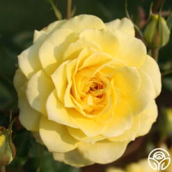 Limelight -FloraFinesse Shop limelight 2 1