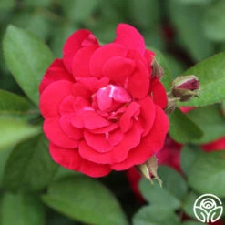 Linda Campbell -FloraFinesse Shop linda campbell logo 03