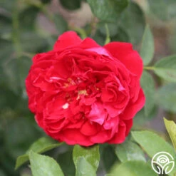 Linda Campbell -FloraFinesse Shop linda campbell logo 04