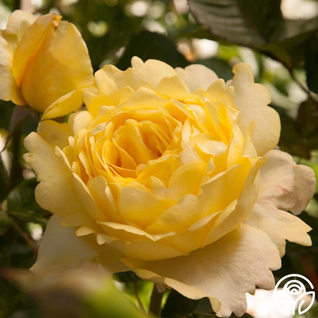 Lord Mountbatten™ 2 Lord Mountbatten™ - Image 2