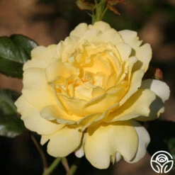 Lord Mountbatten™ 9 Lord Mountbatten™ -FloraFinesse Shop lord mountbatten 2 5