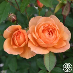 Louise Clements™ -FloraFinesse Shop louise clements 11